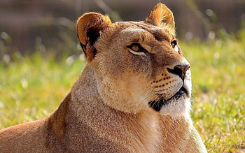 Animals, Grass, Shine, Light, Lioness, Waiting, Expectation HD wallpaper