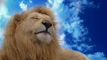 Heavenly Lion, beautiful lion, majestic lion, white lion HD wallpaper