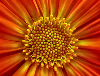 Daisy, flower, macro, pollen HD wallpaper