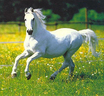 White Horse, animal, horse, stallion, cavalo HD wallpaper