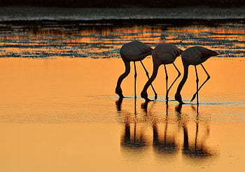 Flamingo Dance, flamingo, birds, beautiful, nature, lake HD wallpaper