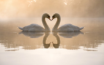 Mute Swan, swan, birds HD wallpaper