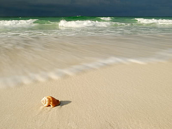 Shell Left Behind, shell, sand, water, beach HD wallpaper