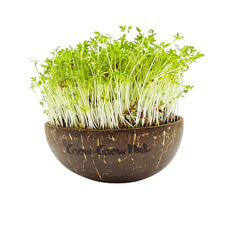 Microgreens, Grow your own, Nut-filled packet, Fresh homegrown HD phone wallpaper