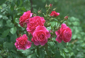 Lovely Roses, leaves, roses, green, red HD wallpaper