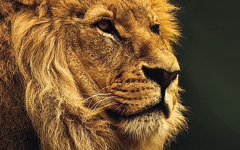 Lion in , High-resolution visuals, Immersive experience, Wildlife graphy HD wallpaper