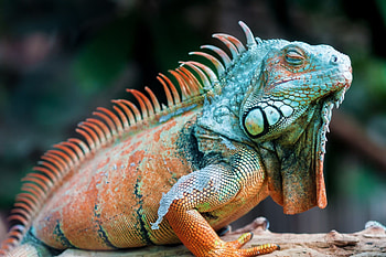Iguana , Stunning reptile, Colorful scales, Nature background HD wallpaper