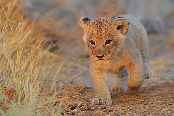 Lion Cub Walking, cub, lion, animals HD wallpaper