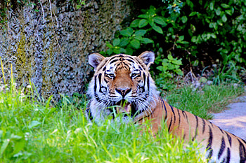 Animals, Predator, Big Cat, Sight, Opinion, Tiger HD wallpaper