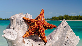Starfish, Underwater creatures, Ultra , Ocean beauty HD wallpaper