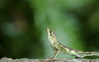 Insect, bug HD wallpaper
