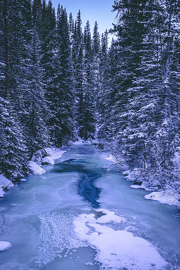 Winter, Nature, Rivers, Trees, Ice, Snow, Forest HD phone wallpaper