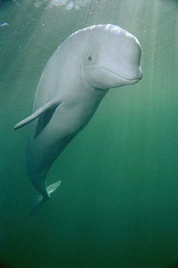 Aquatic Amphibious, Beluga Whales, Arctic beauty, Oceanic creatures HD phone wallpaper
