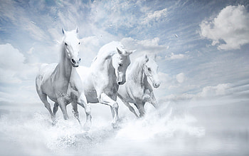 White Horses , white, horse, animals HD wallpaper