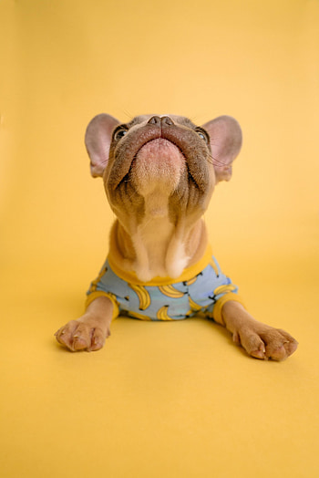 Animals, Dog, Pet, French Bulldog, Costume HD phone wallpaper