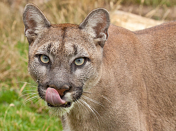 Animals, Puma, Muzzle, Predator, Language, Tongue, Lick Your Lips, Licking HD wallpaper