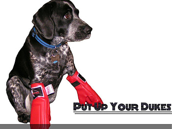 PUT UP YOUR DUKES!, animal, abstract, 3d, entertainment, other, cool HD wallpaper