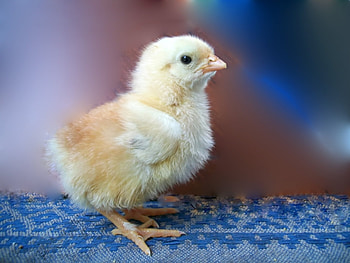 Birds, Animals, Chicks HD wallpaper