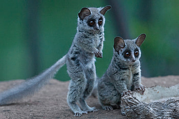 Bush Baby (Galago), Adorable primate, Silent and agile, Africa Geographic HD wallpaper