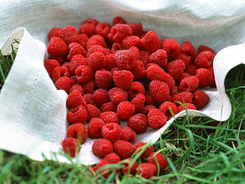 Raspberries, nature, picnic, red HD wallpaper