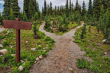 Explore a forked trail in Manning Park, BC amidst lush greenery and conifer trees. Perfect for nature walks. HD wallpaper
