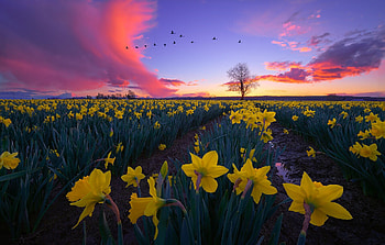 Field of yellow daffodils, Birds flying, Nature's canvas, Floral spectacle HD wallpaper