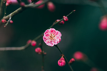 Pink, Flower, Macro, Branches, Buds HD wallpaper