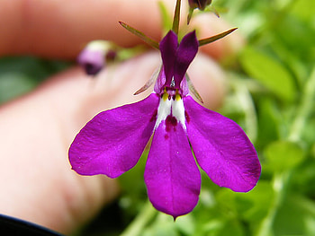 Lobelia, pink, flor, flori, flower, nature, roz HD wallpaper