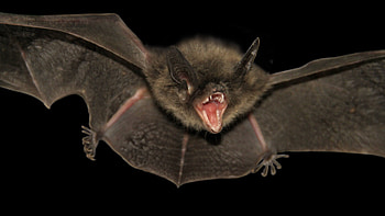 Bat , High quality, Striking visuals, enhancement HD wallpaper