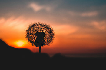 Dark, Blur, Smooth, Outlines, Dandelion, Fluff, Fuzz HD wallpaper