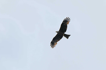 Animals, Sky, Bird, Predator, Flight, Eagle HD wallpaper