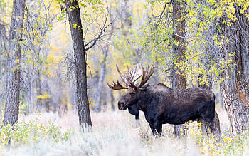 Moose, animal, nature, forest HD wallpaper