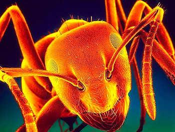 ant, nature, animals HD wallpaper