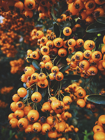 Nature, Autumn, Leaves, Branch, Berry, Rowan HD phone wallpaper