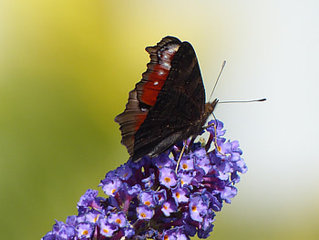 Flower, Macro, Close-Up, Butterfly, Wings HD wallpaper