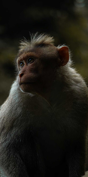 Monkey, cute monkey, nature , animal lovers HD phone wallpaper