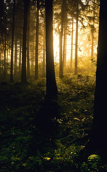 Golden Dawn Forest — , nature, forest HD phone wallpaper