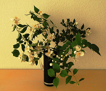 jasmine, still life, vase, flowers HD wallpaper