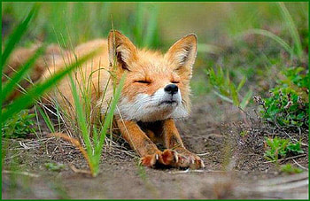 Do I Have to Get Up?, sleepy, nature, fox, animals HD wallpaper