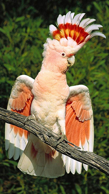 Cool cockatoo pins, Quirky collectibles, Avian enthusiasts, Unique accessories HD phone wallpaper