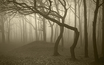 Nature, Trees, Forest, Fog, Trunks, Haze, Gloomy, Bends, Grayness, Greyness HD wallpaper