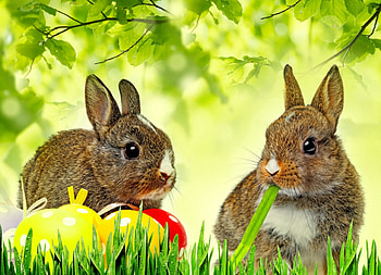 Easter bunnies, rabbits, grass, eggs, spring, tree, holiday, pretty, freshness, branches, easter, friends HD wallpaper