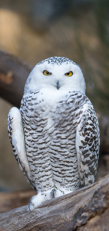 bird, owl, Animal HD phone wallpaper