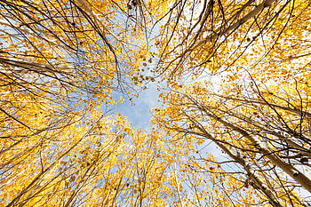 Nature, Trees, Autumn, Leaves, Bottom View HD wallpaper