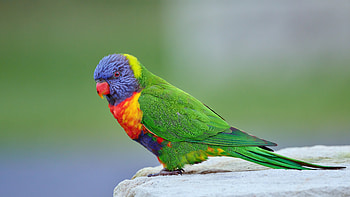Rainbow Lorikeet, bird, lorikeet, rainbow, parrot, animal HD wallpaper