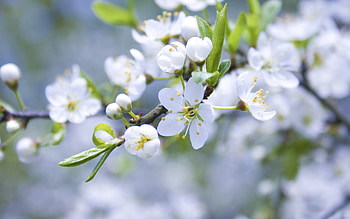 Flowers, Plant, Macro, Bloom, Flowering, Branch HD wallpaper