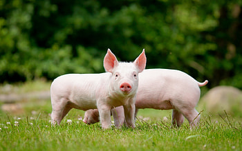 Rustic farm scene, Pig farm life, Farmland's residents, Rural pig HD wallpaper