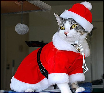 Xmas kitten, kitten, holiday, christmas, cat, gift, santa HD wallpaper
