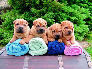 Animals, Sit, Lot, Puppies, Shar Pei, Towels HD wallpaper