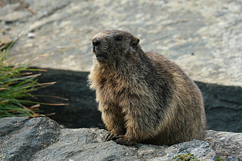 Groundhog Day 2020, Weather prediction, Origin and history, Rodent's significance HD wallpaper